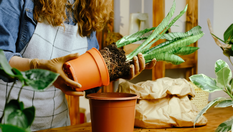 Jardinería: el abono casero, económico y sencillo que tu sansevieria necesita en invierno