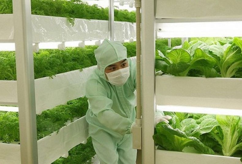 Panasonic granja vegetales Japón