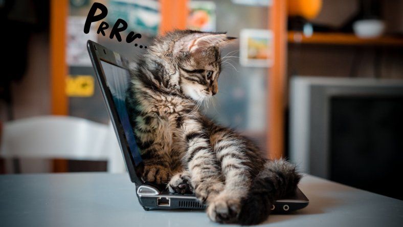 Qué significa que tu gato se acueste sobre tus cosas, según expertos