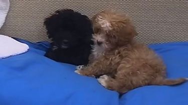 La condición que puso el veterinario de Gran Hermano a Romina para adoptar a Caramelo.