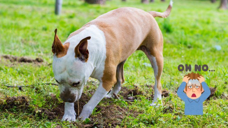 Ni rebeldía ni travesura: por qué el perro hace pozos y cómo evitarlo