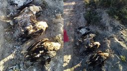 Investigan la muerte de cinco águilas moras en Rivadavia: creen que fueron atacadas con armas de fuego.