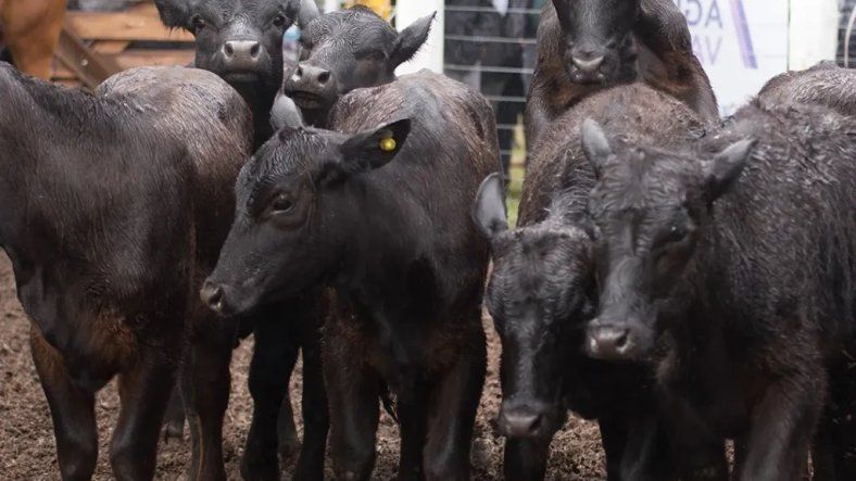 Se vienen las Jornadas Técnicas Agropecuarias de la Fiesta&nbsp;Nacional de la Ganadería de Zonas Áridas.