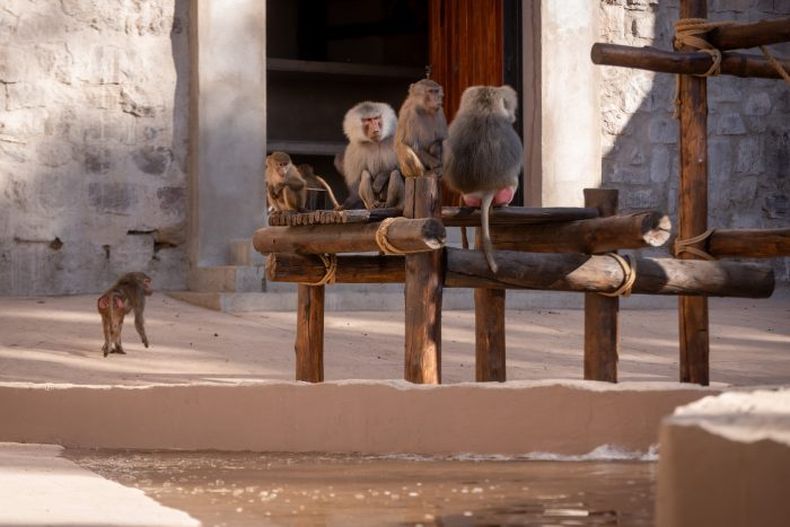 Por primera vez, se realiza un seguimiento individualizado de cada primate