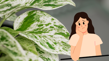 Sitio Andino | potus, jardinería, planta de interiores.png