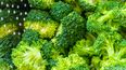 El brócoli es una hortaliza que se cultiva en las chacras del cinturón verde de la Provincia de Mendoza.