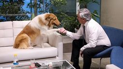 Javier Milei quiere adoptar a Dylan, el perro de Alberto Fernández.