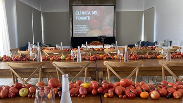 Proyecto Labrar, al rescate del tomate criollo