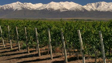 Crece en la Argentina la producción de vinos orgánicos y sustentables