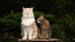Mascota: cómo calcular la edad de tu gato, según los expertos