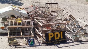 Operativo contra el tráfico ilegal de fauna: rescataron siete cuchillos en Maipú Operativo contra el tráfico ilegal de fauna: rescataron siete cuchillos en Maipú