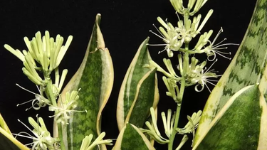 Sitio Andino | sansevieria en flor, jardinería.png