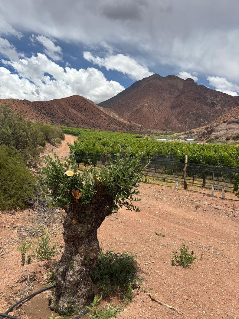La Guardería de Olivos busca preservar árboles de más de cien años. 