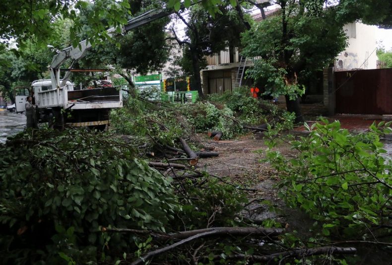 Los árboles cayeron y complicaron aún más la situación. Foto: Yemel Fil.