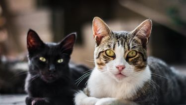 El ronroneo de los gatos.