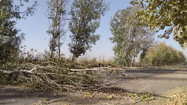 el saldo del  viento zonda en el valle de uco: arboles caidos e incendios