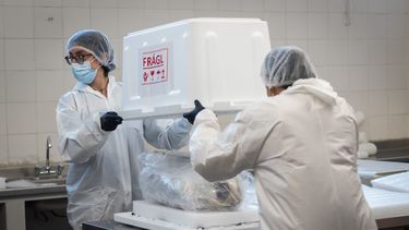 El Niño del Aconcagua permanecerá ahora en el Museo Cornelio Moyano, bajo resguardo y sin exposición pública