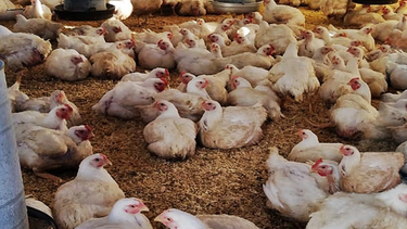 Se robaron pollos parrilleros en San Rafael.