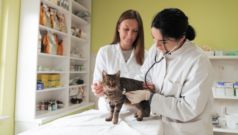 Los gatos son mascotas que suelen ocultar sus dolencias, de ah&iacute; la importancia de los chequeos peri&oacute;dicos&nbsp;
