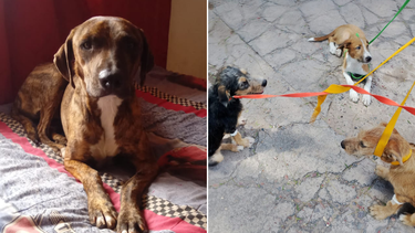 Es la primera vez que en Mendoza se aplica una condena de cumplimiento efectivo en un caso de estas características Es la primera vez que en Mendoza se aplica una condena de cumplimiento efectivo en un caso de estas características