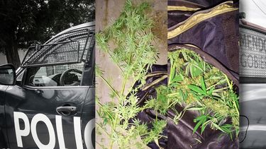 Las plantas que estaban cultivando los acusados en la casa de la víctima, en Las Heras. Las plantas que estaban cultivando los acusados en la casa de la víctima, en Las Heras.