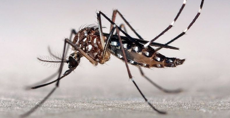 Dengue: el uso de repelente es una de las principales medidas de prevención