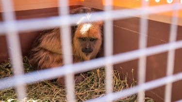Jennifer Ibarra en Aconcagua Radio: Mendoza es uno de los mayores centros de consumo de fauna ilegal