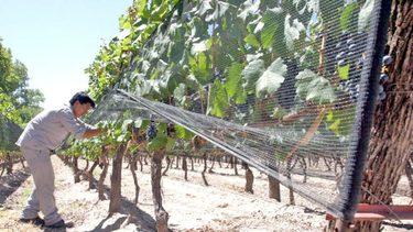 Créditos desde la Provincia de Mendoza para productores.