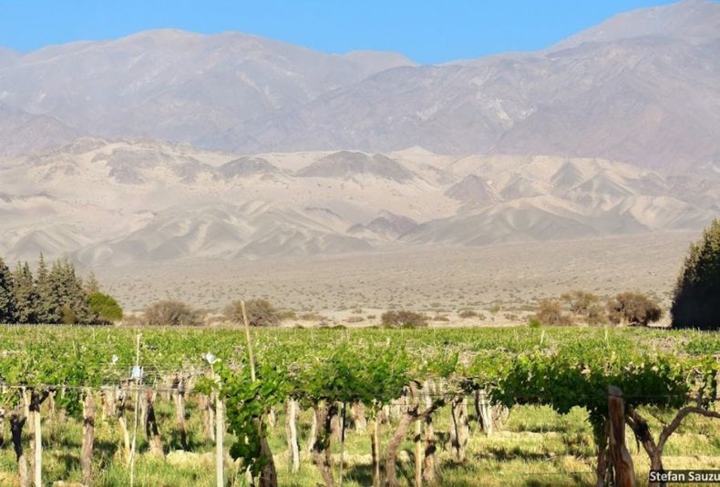 Bodegas Tinogasta Fiambala Viñedos catamarca vitivinicultura