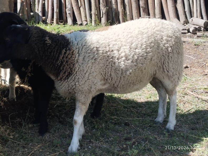 Millonario robo de ganado en una finca de San Carlos.&nbsp;
