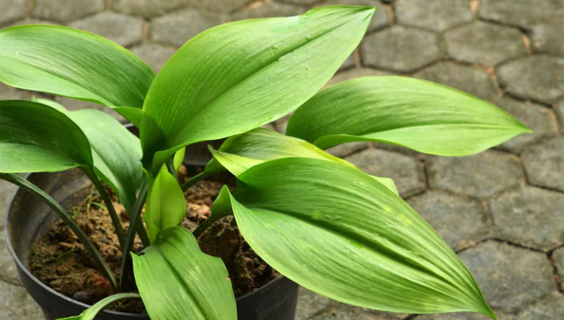 Jardinería en invierno: la planta de interior que resiste el frío de manera estoica y pocos conocen