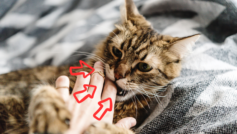&nbsp;Mascota: la razón por la que deberías preocuparte si tu gato muerde