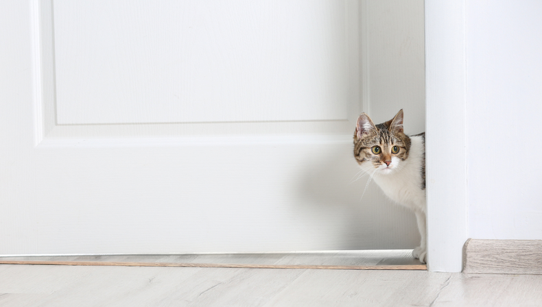 La dificultad de mantener las puertas de la casa cerrada cuando hay un gato en casa