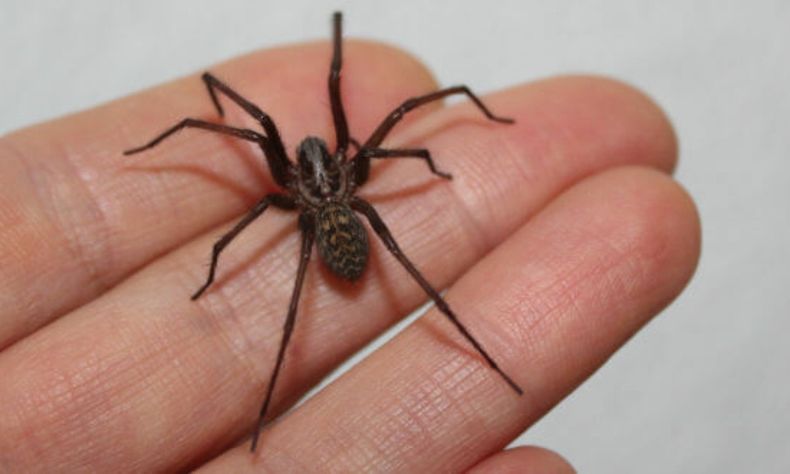 Alertan por picaduras de insectos en Mendoza durante el verano