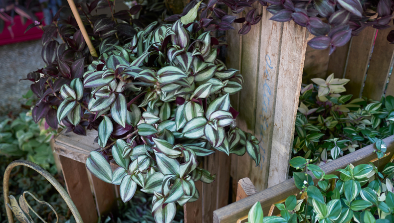 Jardinería: la llamativa planta violeta que crece rápido y resiste el frío con muy pocos cuidados