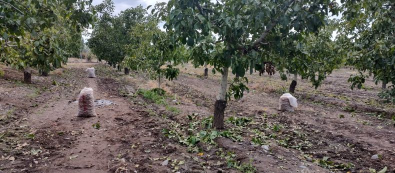 En los últimos días secuestraron más de 300 kilos de nueces robadas en Tupungato. 