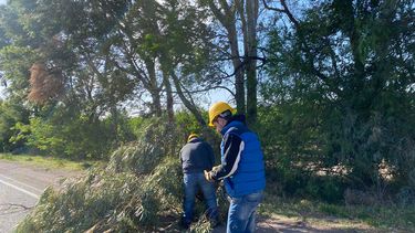 arboles caidos y voladura de techos: lo que causo el viento en san rafael y alvear
