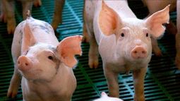 Tras seis años, vuelve la Expo Cerdo a General Alvear: cuándo será