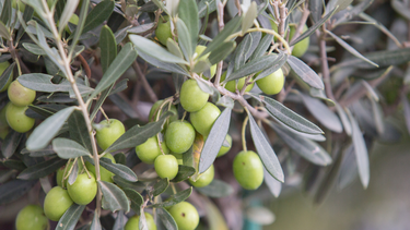 Cómo es la cosecha de aceitunas en Mendoza y qué desafíos enfrenta el sector olivícola Cómo es la cosecha de aceitunas en Mendoza y qué desafíos enfrenta el sector olivícola