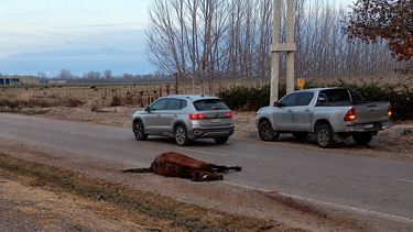 El siniestro ocurrió cerca de las 8 en el ingreso a Tunuyán. El siniestro ocurrió cerca de las 8 en el ingreso a Tunuyán.