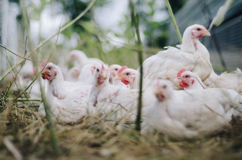 Argentina suspende temporalmente exportaciones aviares por un caso de gripe aviar