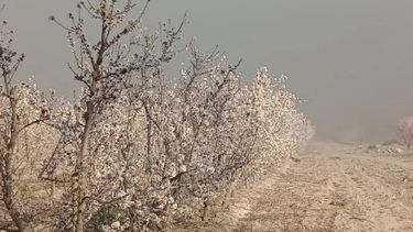 Primeras heladas de la temporada en Valle de Uco