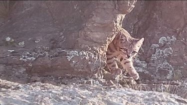 Gato andino en Malargüe (Gentileza WCS)