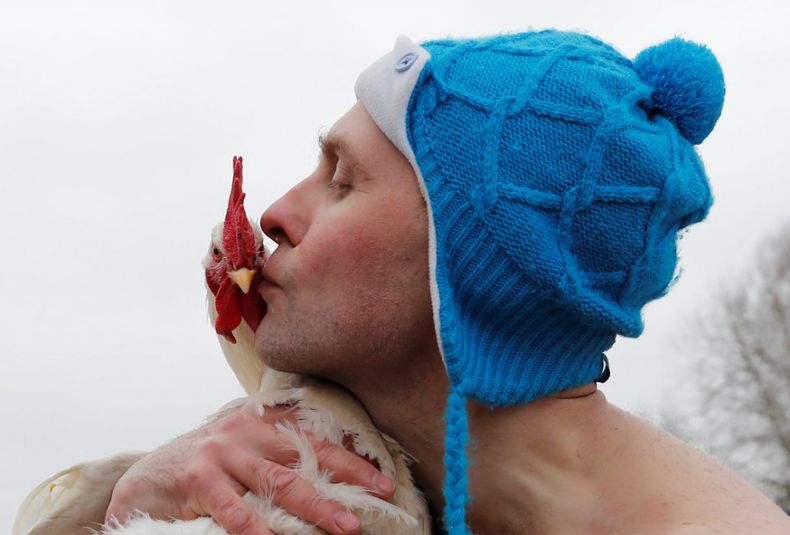 gallina