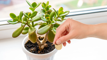 Monedas y árbol de jade: el ritual de jardinería que atrae abundancia este 2025