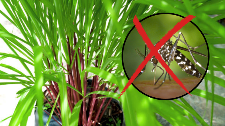Jardinería: la planta más poderosa contra los mosquitos y cómo aprovecharla al máximo