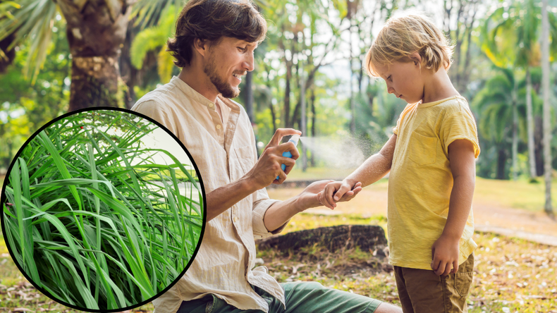 Jardinería: descubrí cómo hacer este mega poderoso repelente para mosquitos