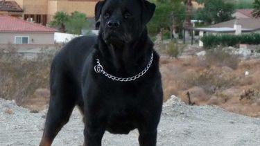 Sitio Andino | Los perros de raza, domesticados para custodiar viviendas, son los que atacan.