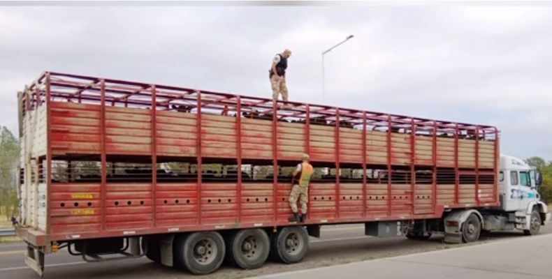 Abigeato en Valle de Uco.