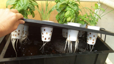 Las mejores especies de plantas para cultivar en hidroponía